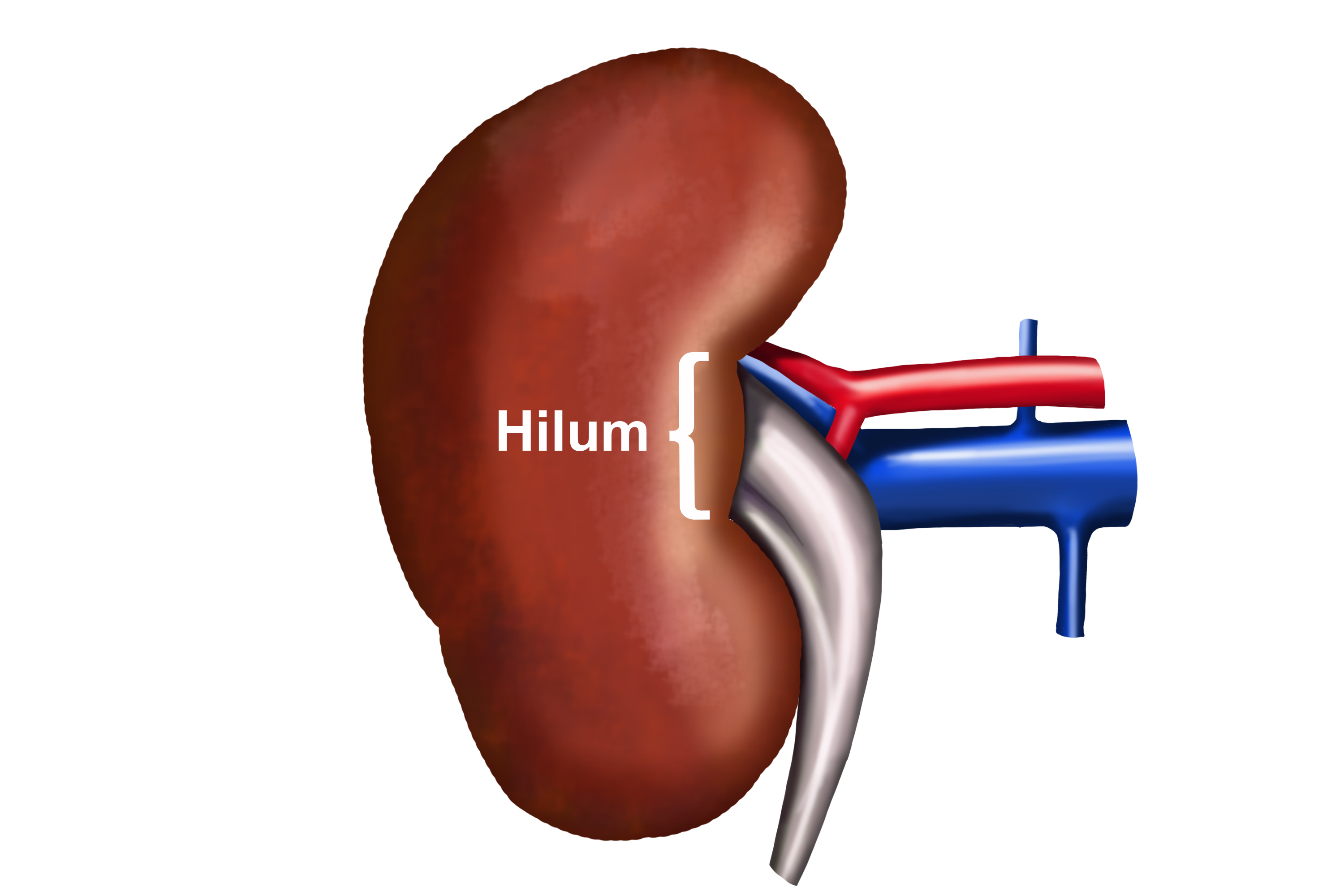 Diagram showing the hilum is the gateway to blood in and out and waste out